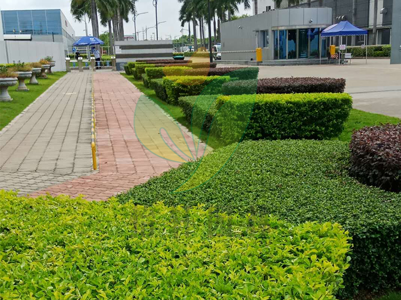 怡軒園林綠化養護