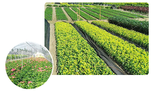 綠化保養 綠化保養