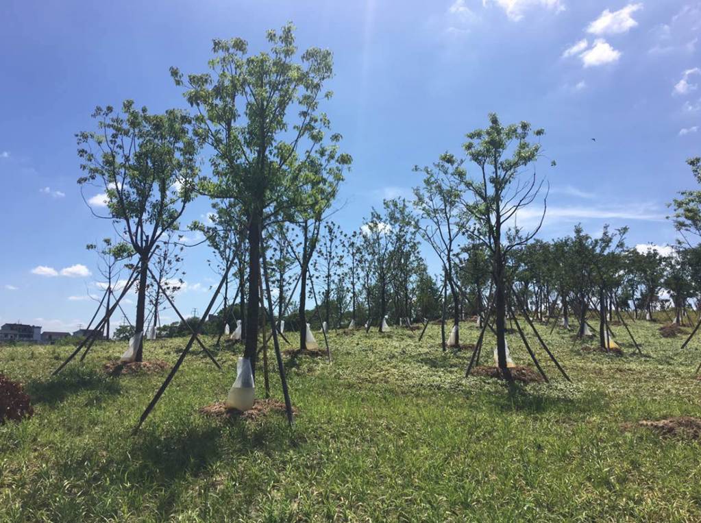 樹木栽植 樹木栽植