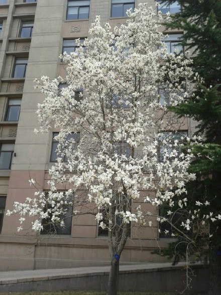 白玉蘭的綠化養護 白玉蘭的綠化養護