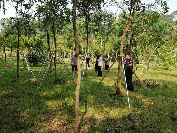 綠化養護喬木種植 綠化養護喬木種植