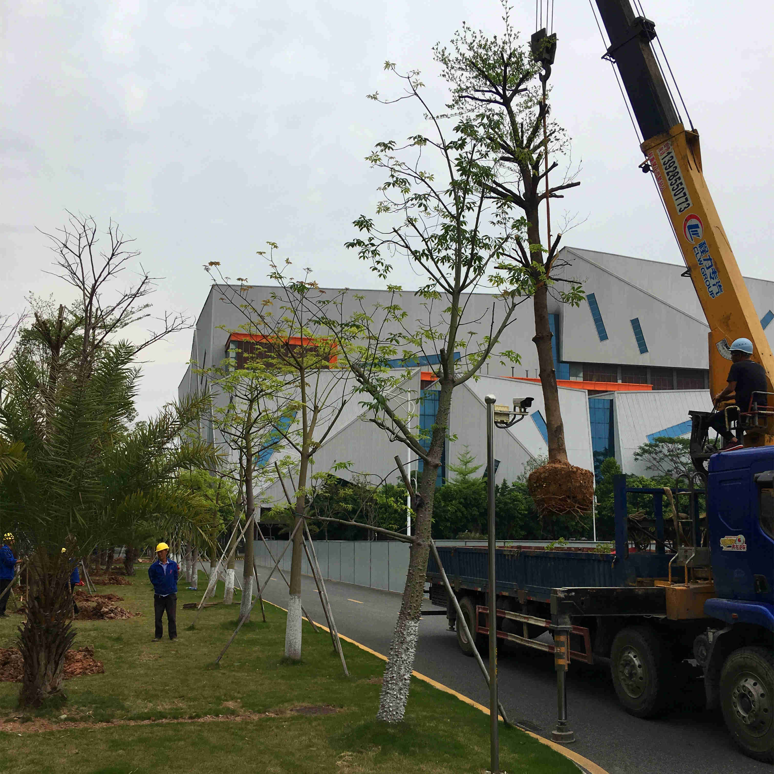 綠化苗木移植 綠化苗木移植