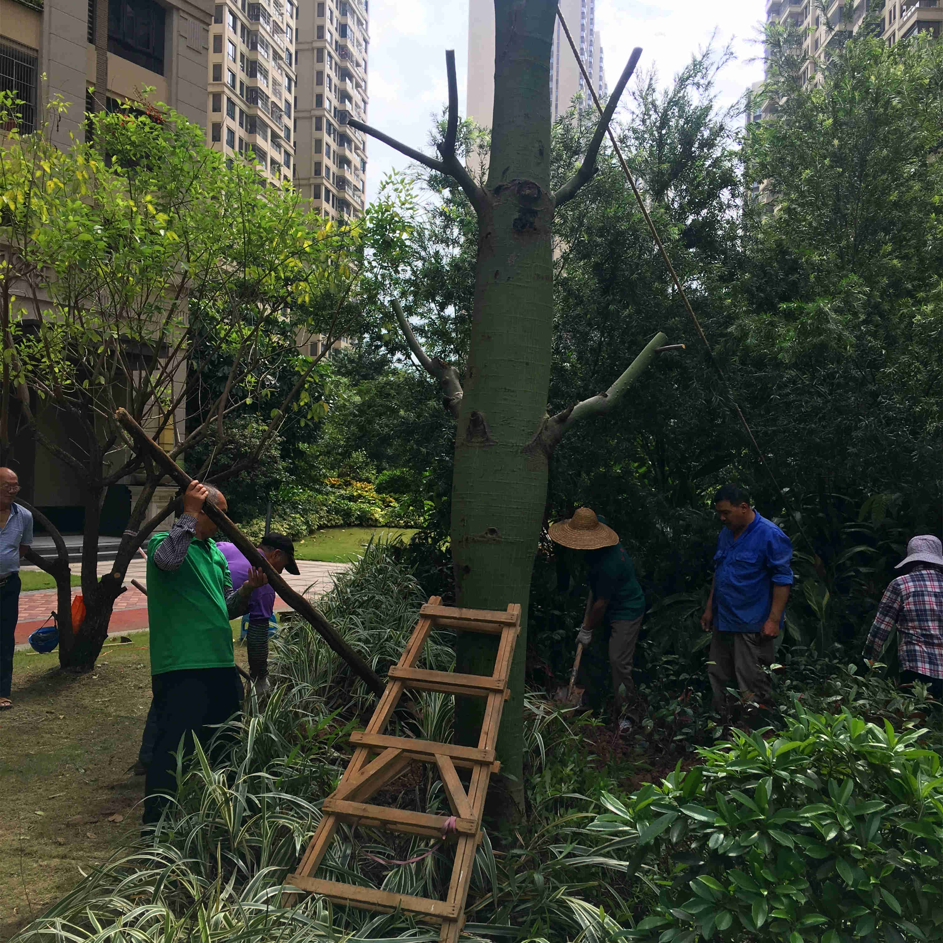 綠化苗木移植 綠化苗木移植