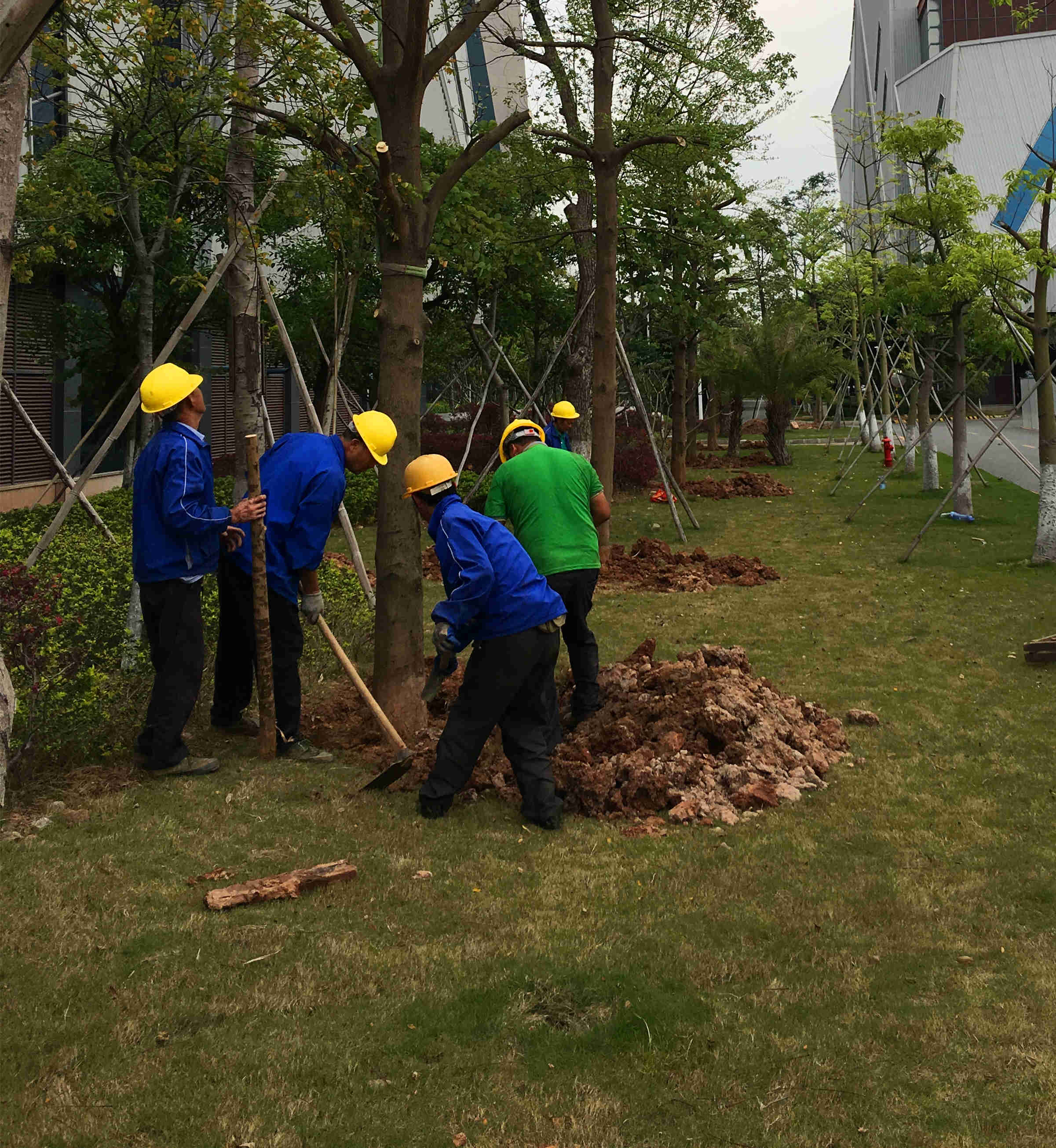 綠化苗木移植 綠化苗木移植