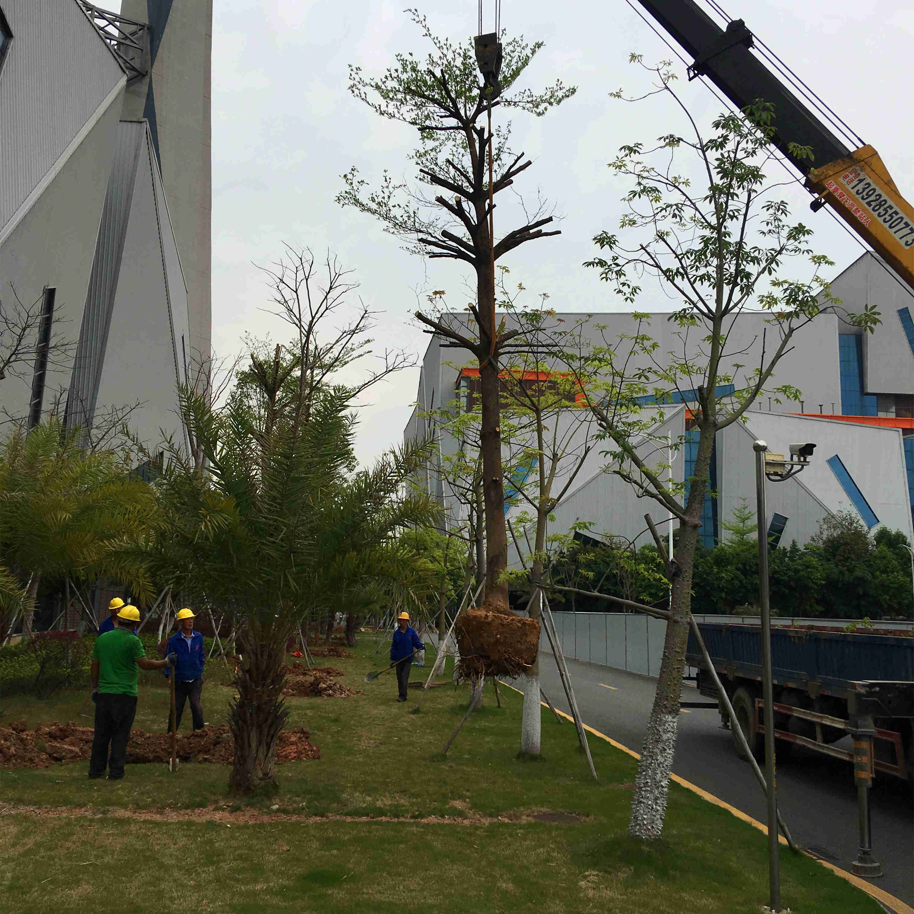 綠化苗木移植 綠化苗木移植