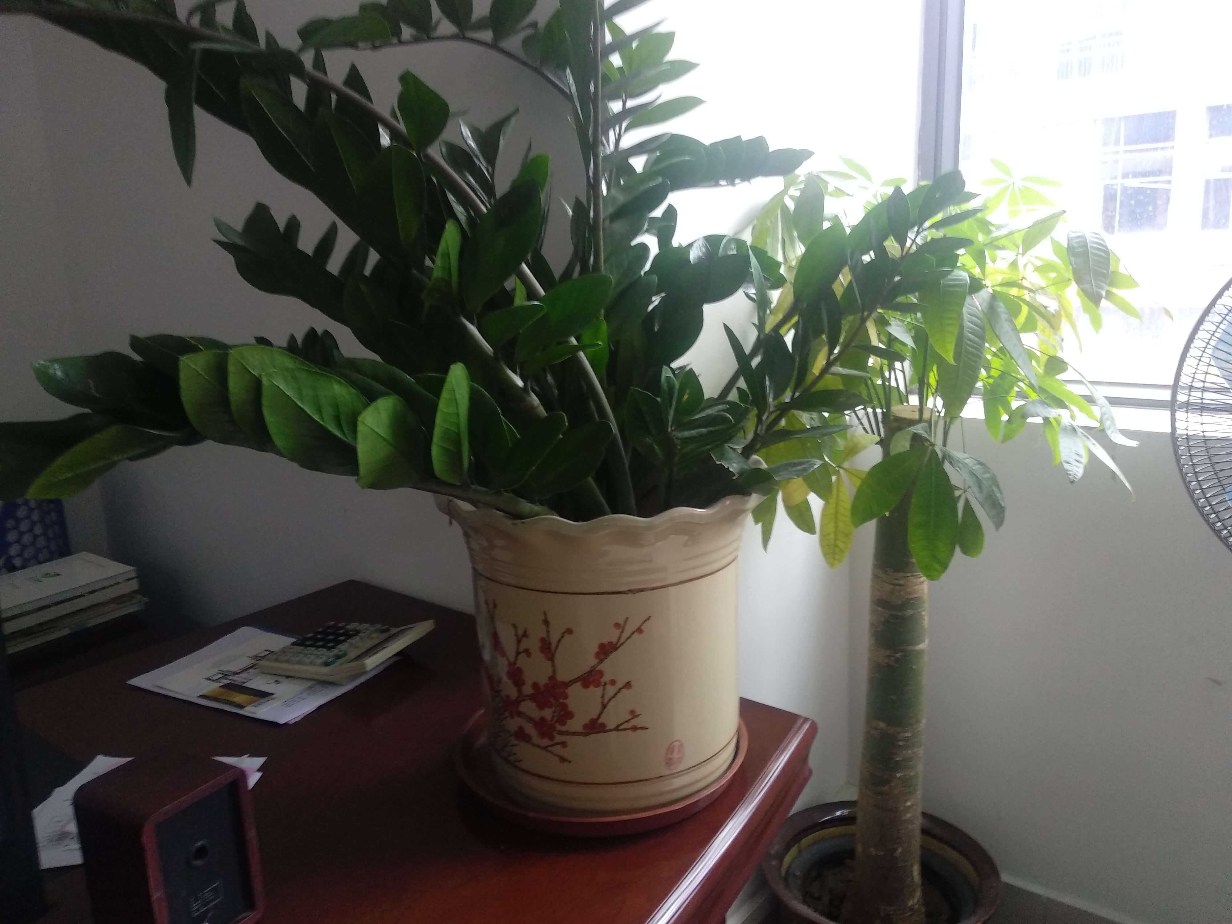 怡軒園林澆水日 怡軒園林澆水日