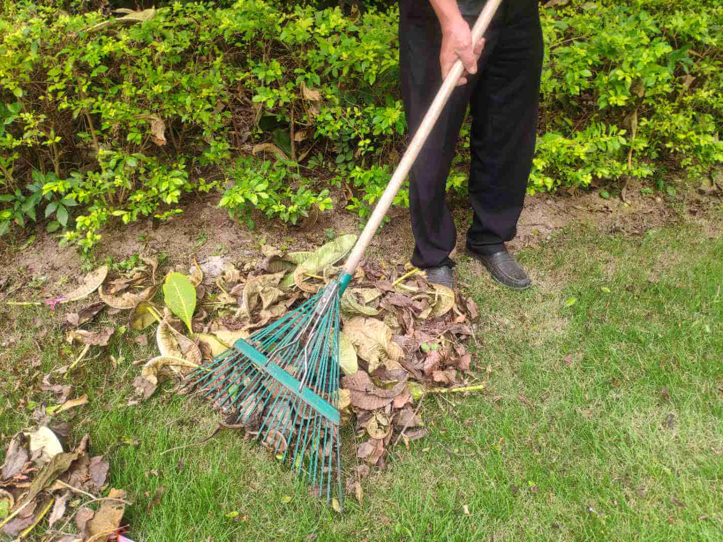 小區(qū)綠化養(yǎng)護 小區(qū)綠化養(yǎng)護