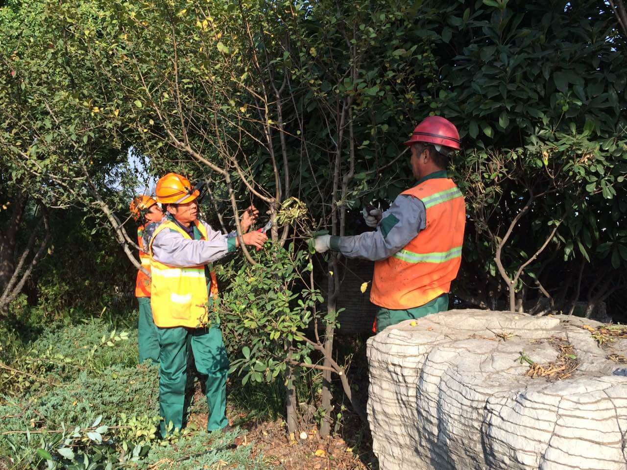 小區綠化養護 小區綠化養護