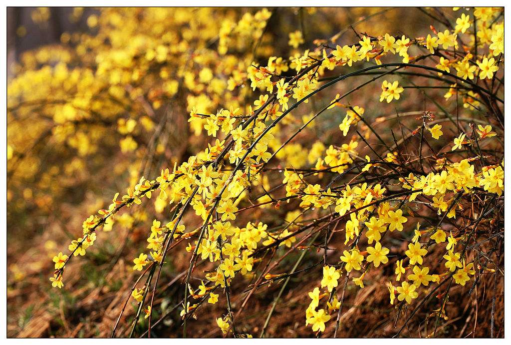 佛山綠化養(yǎng)護(hù) 迎春花