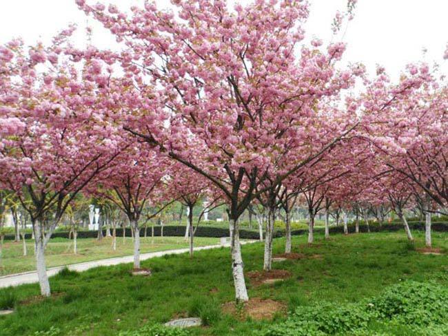 佛山綠化養(yǎng)護(hù)晚櫻 佛山綠化養(yǎng)護(hù)晚櫻