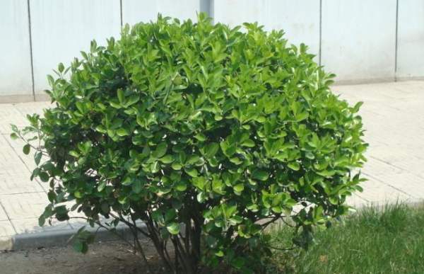 綠化保養(yǎng)冬青樹(shù)