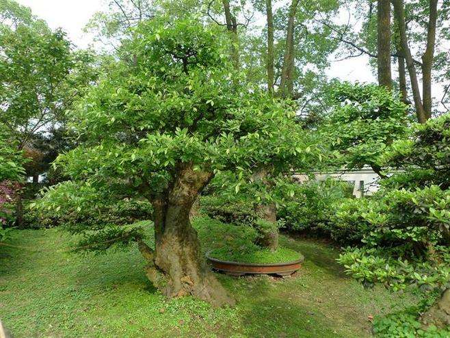 榆樹綠化保養(yǎng)