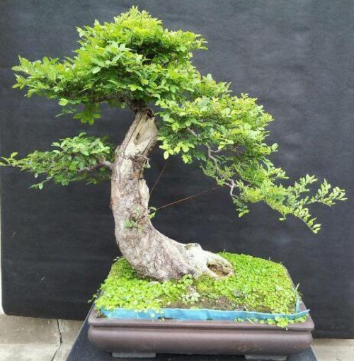 榆樹盆景綠化保養(yǎng)