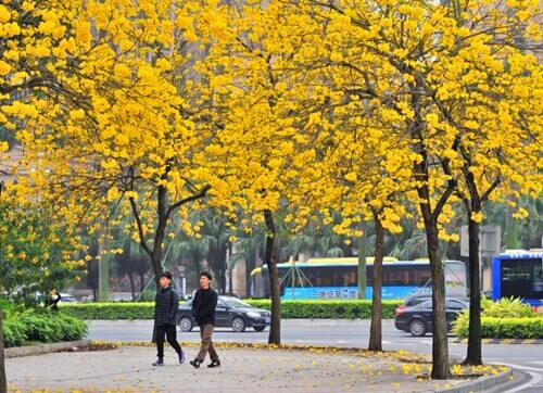 深圳綠化養(yǎng)護 黃花風鈴木