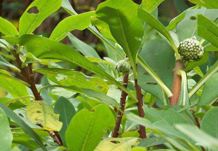 深圳綠化養(yǎng)護(hù)綠蘿花養(yǎng)護(hù)