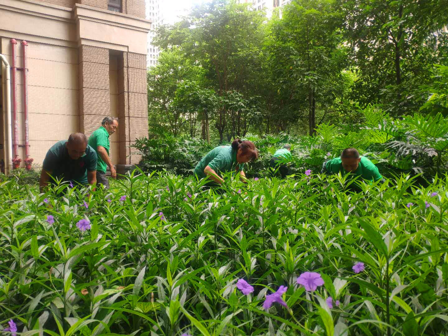 綠化養(yǎng)護(hù)