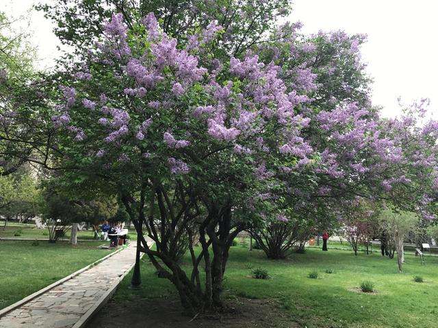 紫丁香的綠化維護