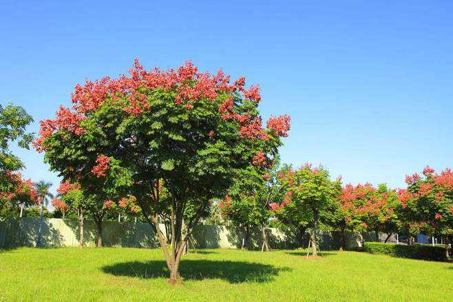 欒樹的綠化維護 欒樹的綠化維護