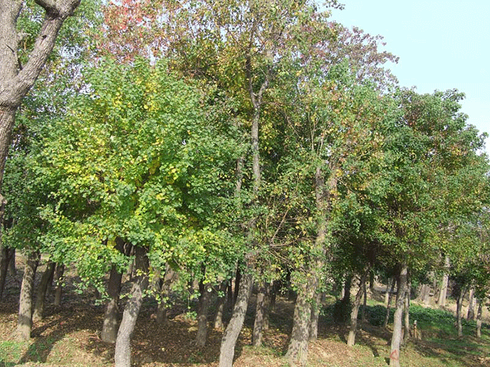 烏桕樹的綠化維護 烏桕樹的綠化維護