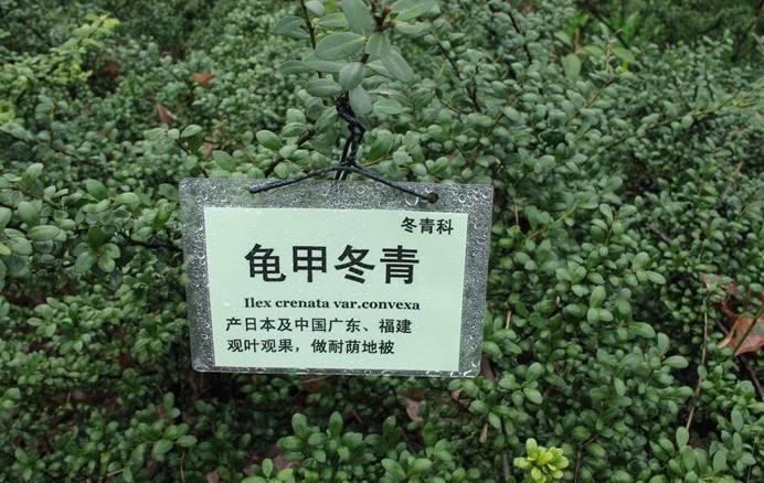 龜甲冬青綠化維護