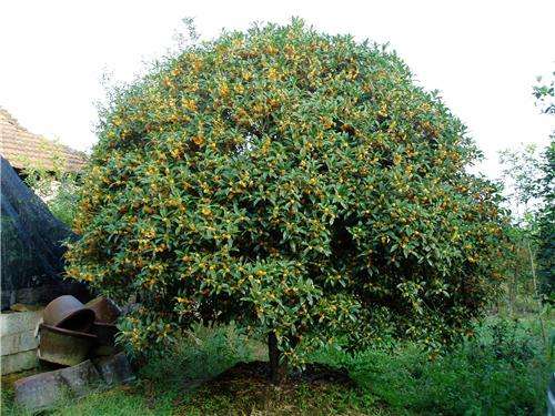 金桂的綠化維護