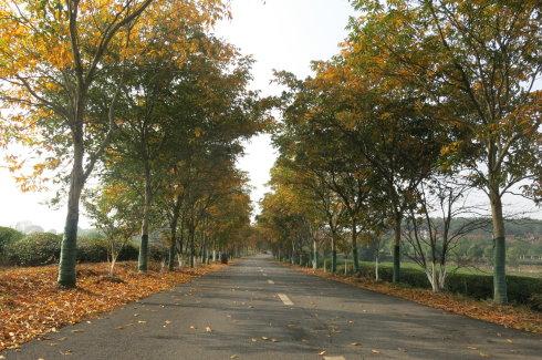 綠化保養無患子