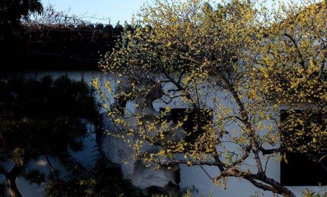 綠化保養(yǎng)臘梅