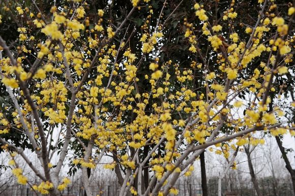 綠化保養(yǎng)臘梅