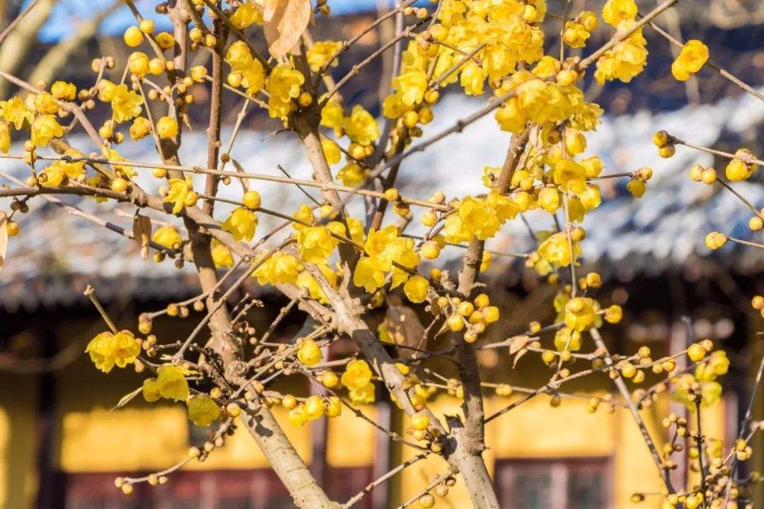 綠化保養臘梅保養