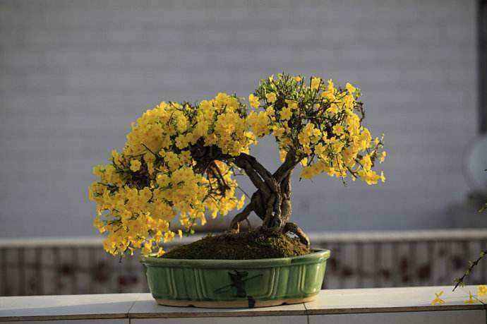 綠化養護迎春花養護