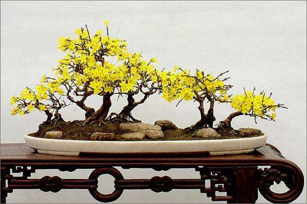 綠化養護迎春花的盆栽管理