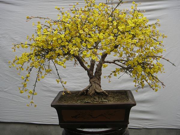 綠化養護迎春花的管理