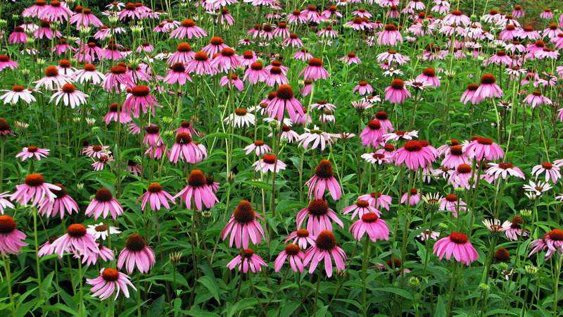 松果菊的綠化養護 松果菊的綠化養護