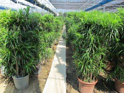 百合竹的綠化養護