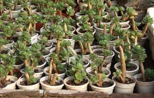 金錢木綠化養護