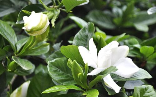 梔子花綠化養護 梔子花綠化養護