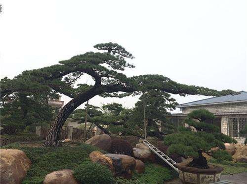 羅漢松綠化養護