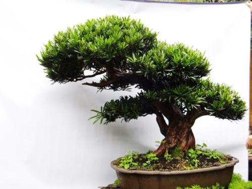 羅漢松盆景綠化養護