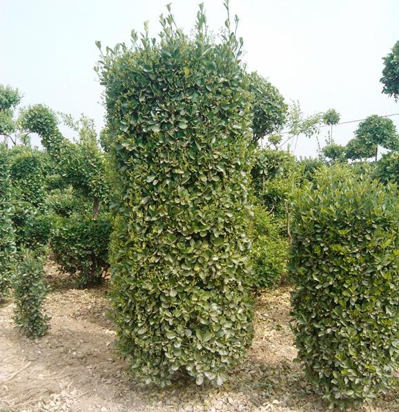 北海道黃楊綠化養護