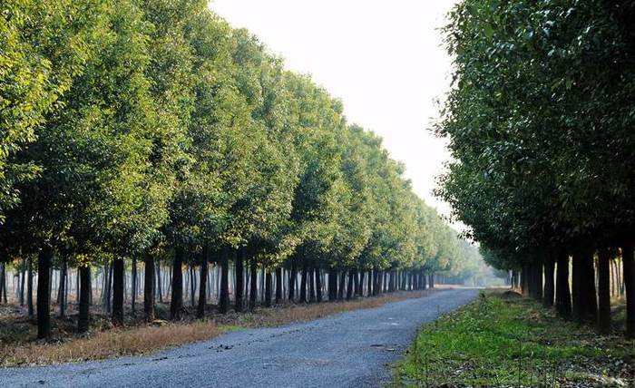 香樟樹的綠化養護 香樟樹的綠化養護