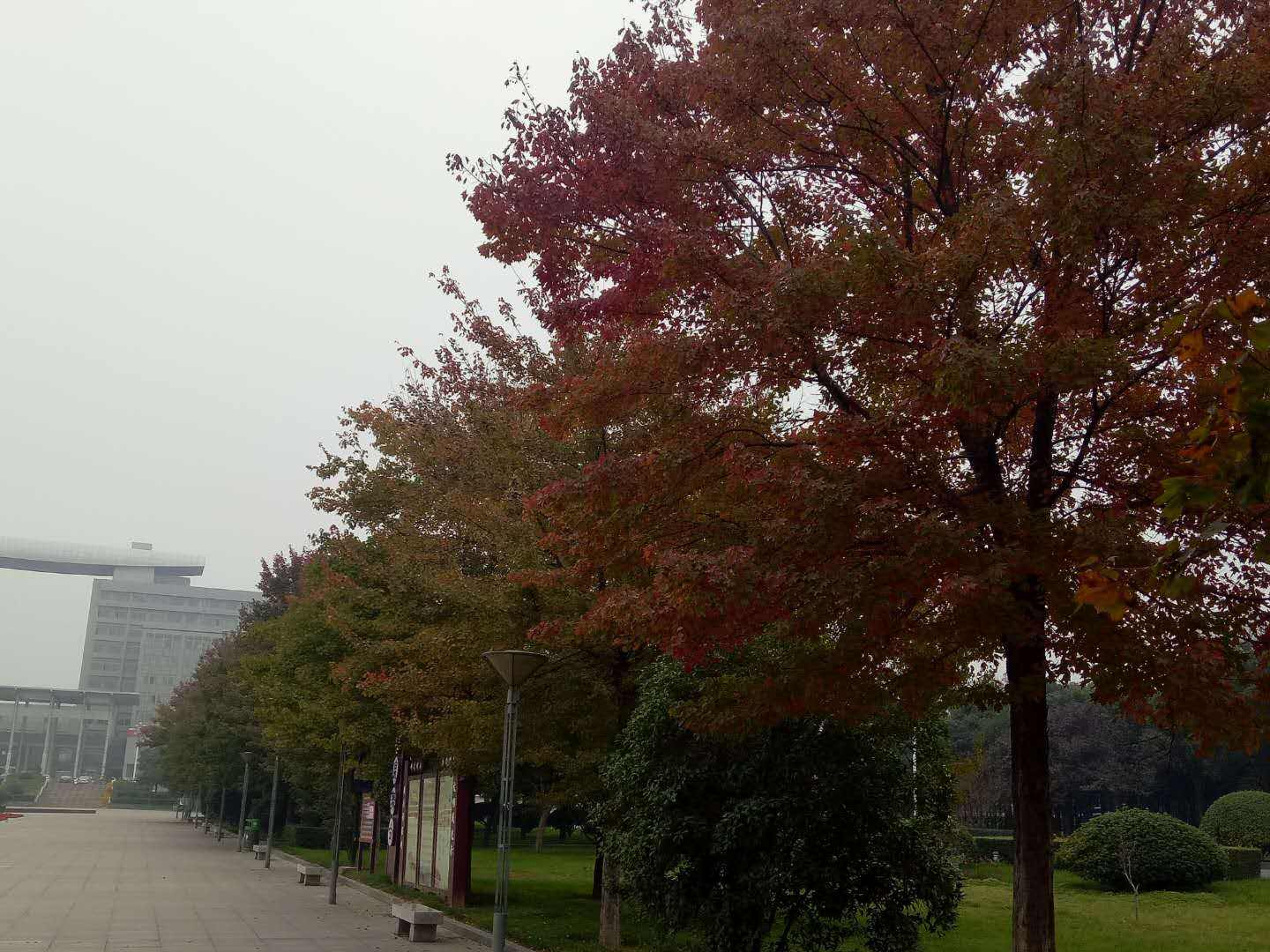 三角楓綠化養護 三角楓綠化養護