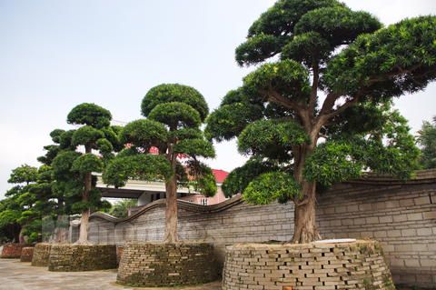 羅漢松的綠化養護