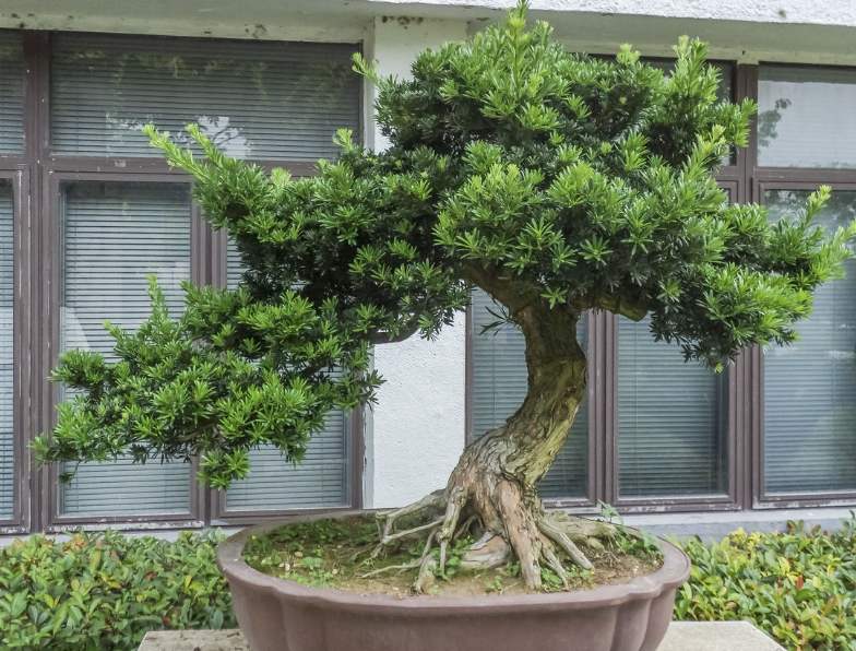 羅漢松的綠化養護