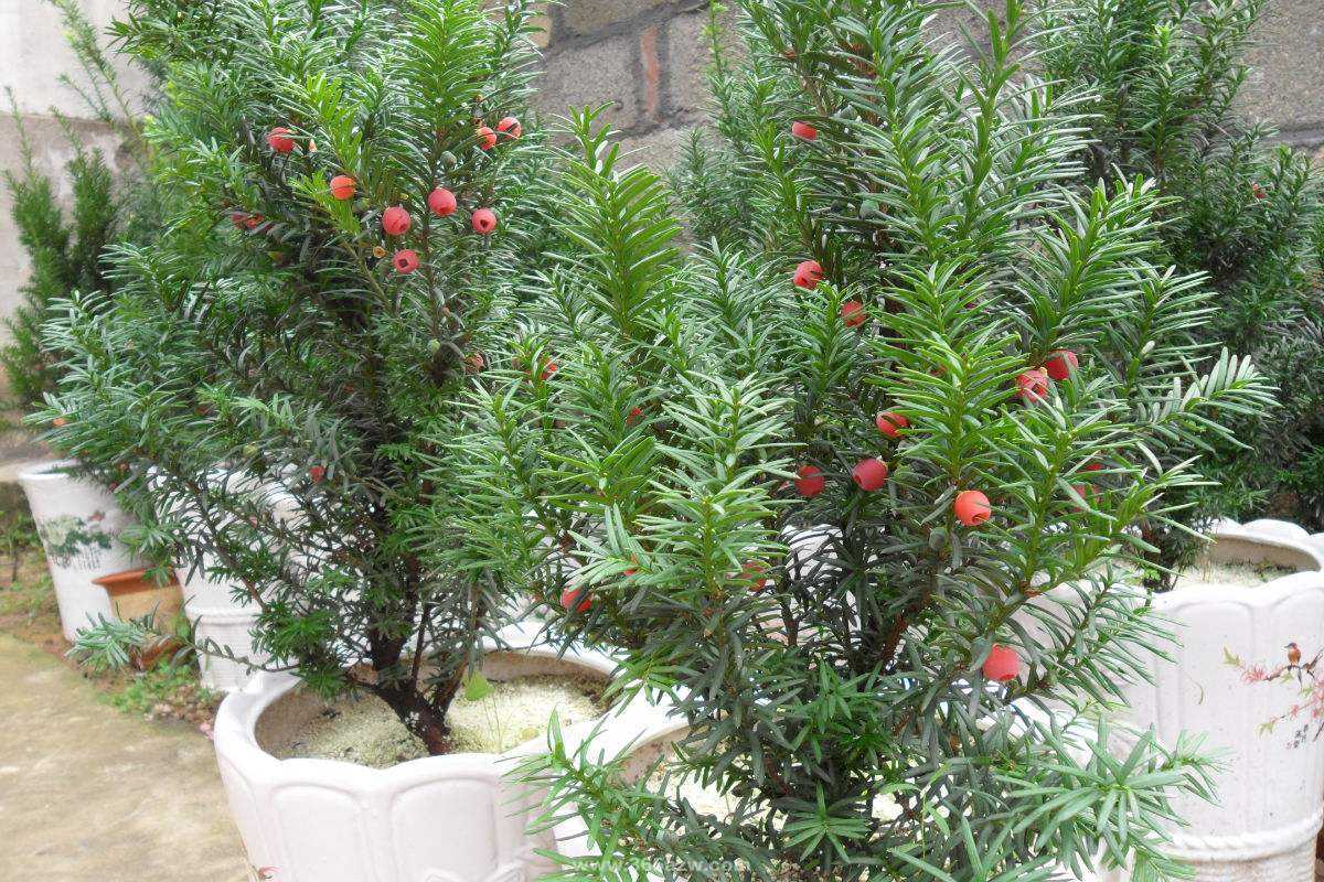 紅豆杉盆景的綠化養護