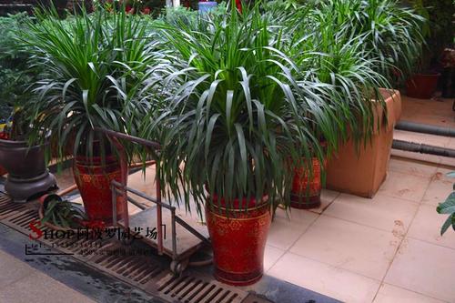 龍須樹的綠化養護