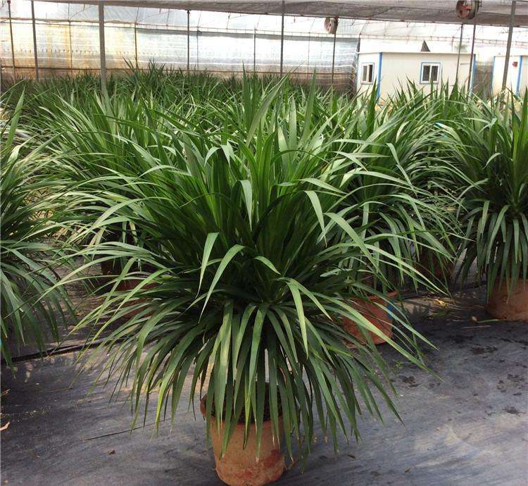 龍須樹的綠化養(yǎng)護