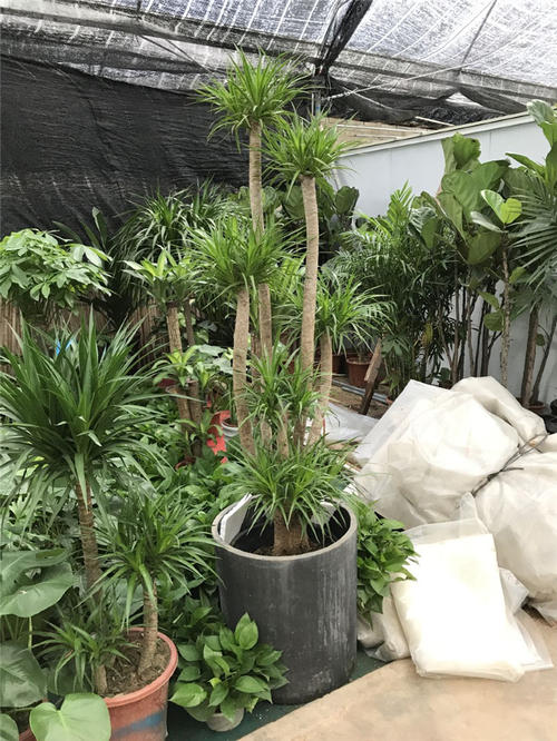 龍須樹的綠化養護