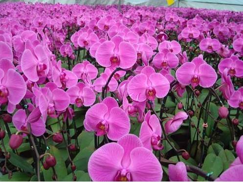 蝴蝶蘭綠化養護 蝴蝶蘭綠化養護