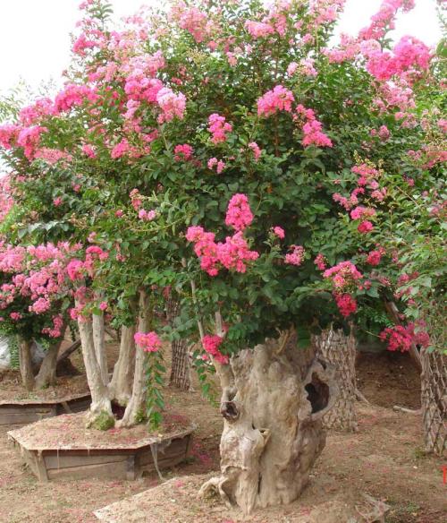 紫薇樹綠化養(yǎng)護(hù) 紫薇樹綠化養(yǎng)護(hù)