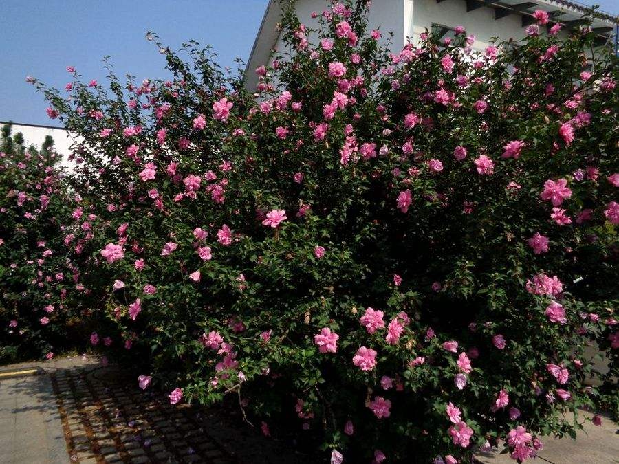 木槿的綠化養(yǎng)護(hù) 木槿的綠化養(yǎng)護(hù)